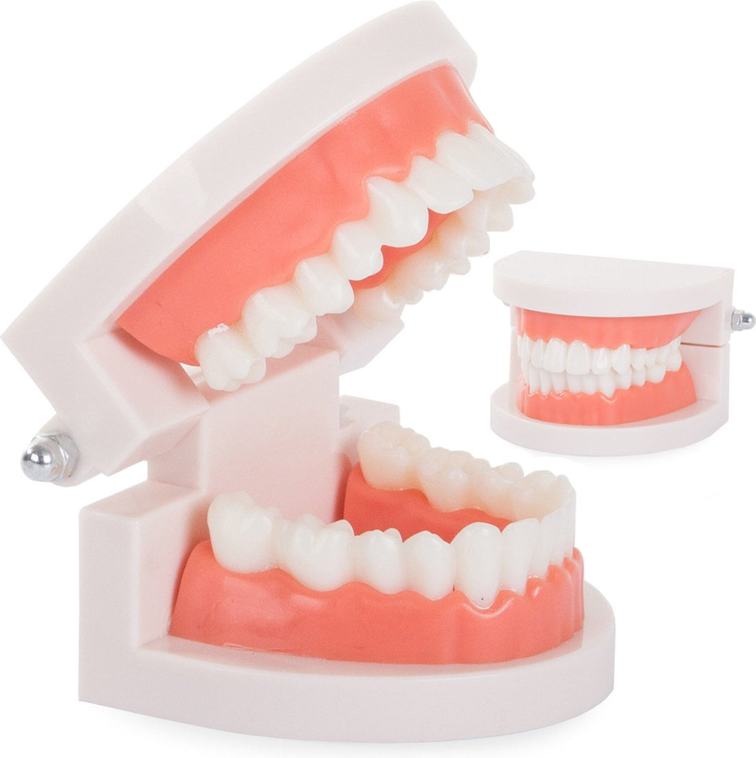 Modèle de soins dentaires - Modèle anatomique - Outil pédagogique - Dentier - Dents - Molaires