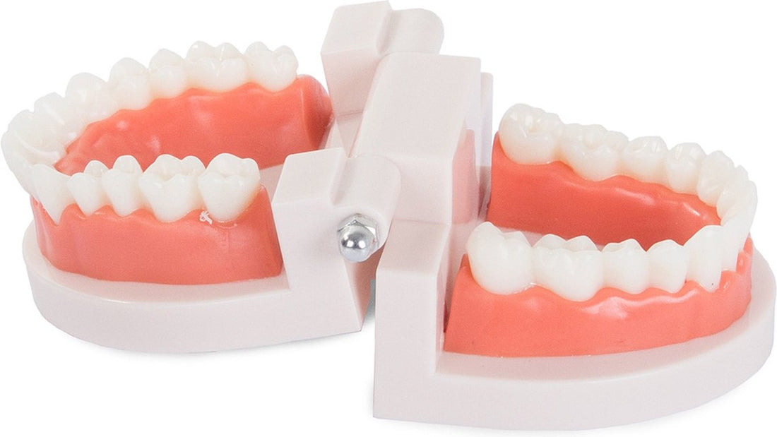 Modèle de soins dentaires - Modèle anatomique - Outil pédagogique - Dentier - Dents - Molaires