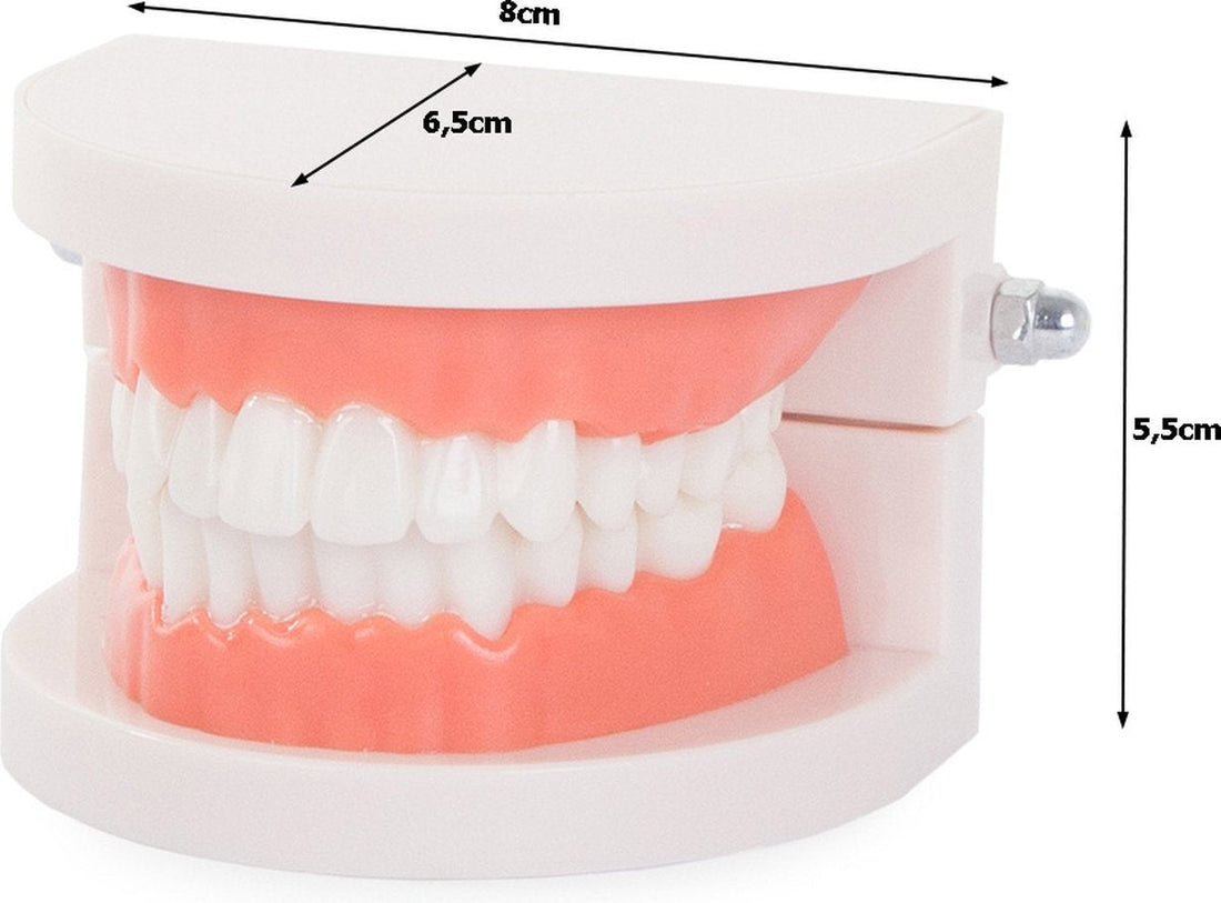 Modèle de soins dentaires - Modèle anatomique - Outil pédagogique - Dentier - Dents - Molaires
