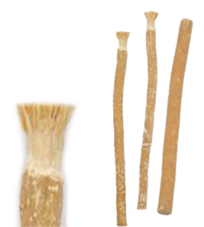 Miswak stokje – tandreinigingstakje van de Salvadora persica (arak) – foto 2